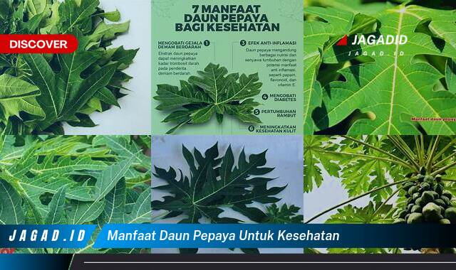 10 Manfaat Daun Pepaya untuk Kesehatan yang Bikin Kamu Penasaran