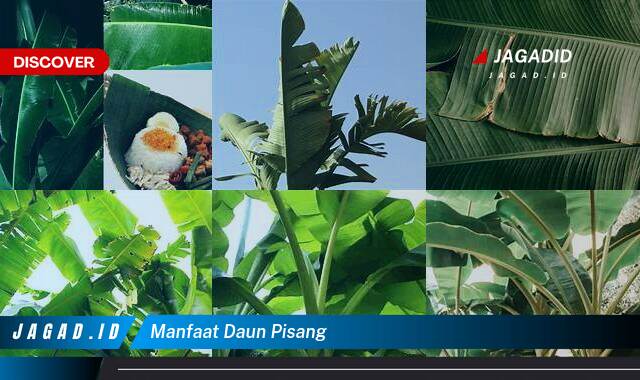 Inilah 10 Manfaat Daun Pisang yang Bikin Kamu Penasaran