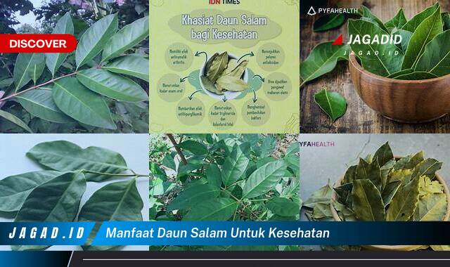 9 Manfaat Daun Salam untuk Kesehatan yang Wajib Kamu Intip