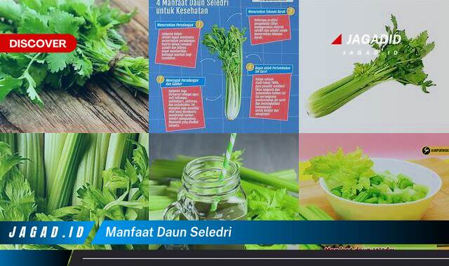 Inilah 8 Manfaat Daun Seledri yang Tak Disangka