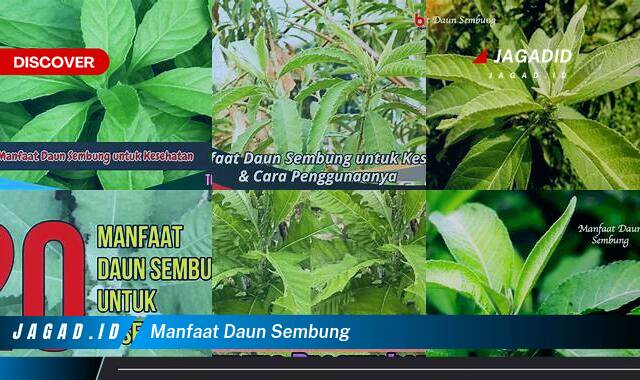 Ketahui 9 Manfaat Daun Sembung yang Tak Banyak Orang Tau