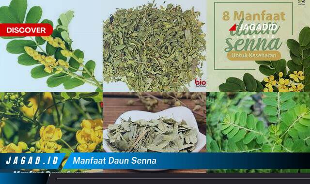 Ketahui 7 Manfaat Daun Senna yang Bikin Kamu Penasaran