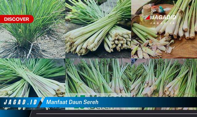 Inilah 8 Manfaat Daun Sereh yang Wajib Kamu Ketahui