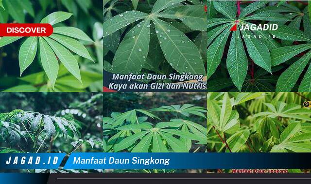 Inilah 10 Manfaat Daun Singkong yang Wajib Kamu Ketahui