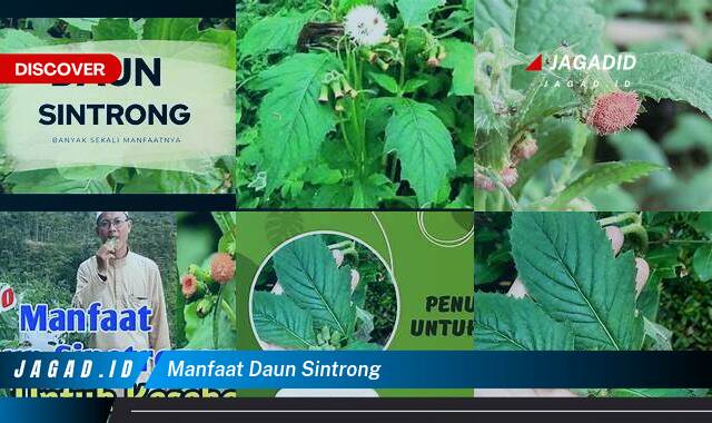 9 Manfaat Daun Sintrong yang Wajib Kamu Intip