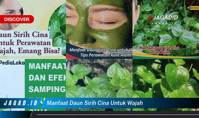 10 Manfaat Daun Sirih Cina Untuk Wajah yang Bikin Kamu Penasaran