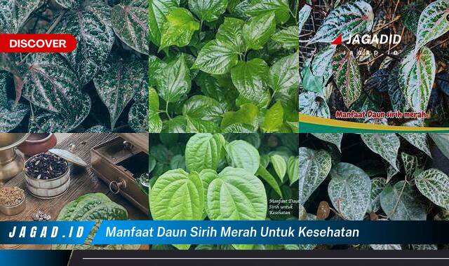 Ketahui 8 Manfaat Daun Sirih Merah untuk Kesehatan yang Wajib Kamu Intip