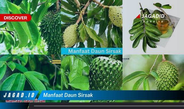 Inilah 8 Manfaat Daun Sirsak yang Wajib Kamu Ketahui