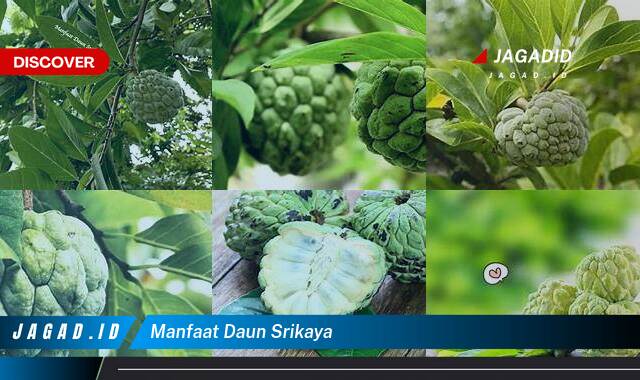 Ketahui 10 Manfaat Daun Srikaya yang Bikin Kamu Penasaran