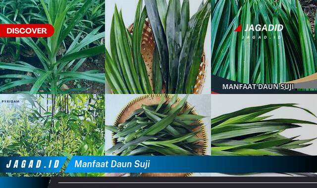 Inilah 9 Manfaat Daun Suji yang Wajib Kamu Intip