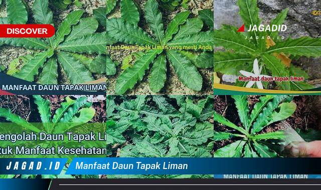 Inilah 9 Manfaat Daun Tapak Liman yang Wajib Kamu Ketahui