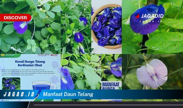 Inilah 9 Manfaat Daun Telang yang Bikin Kamu Penasaran