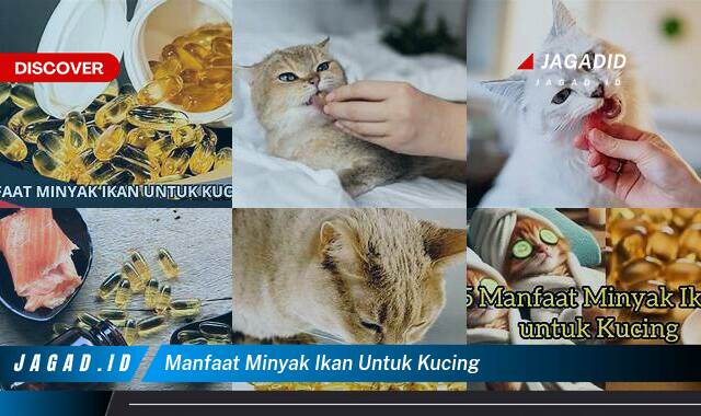 Inilah 10 Manfaat Minyak Ikan untuk Kucing yang Wajib Kamu Ketahui