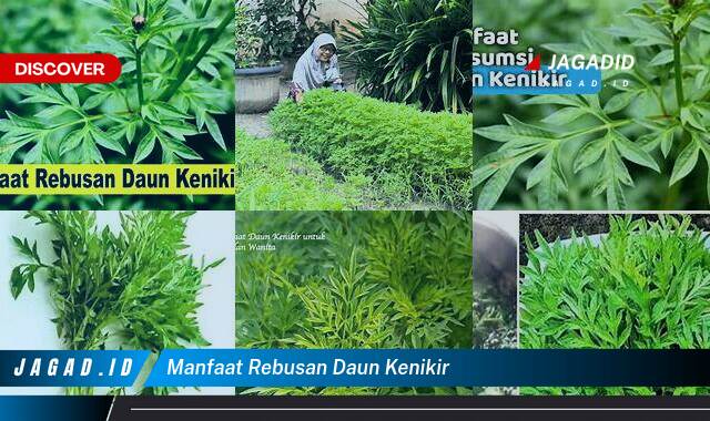 10 Manfaat Rebusan Daun Kenikir yang Tak Banyak Orang Tahu