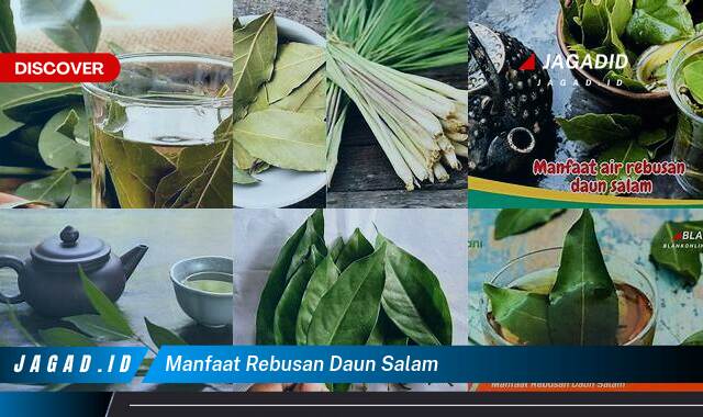 Inilah 10 Manfaat Rebusan Daun Salam yang Wajib Kamu Intip