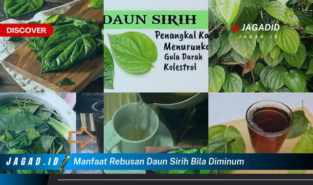 9 Manfaat Rebusan Daun Sirih Diminum yang Bikin Kamu Penasaran