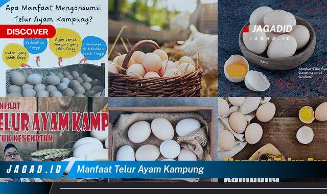 10 Manfaat Telur Ayam Kampung yang Tidak Semua Orang Tau