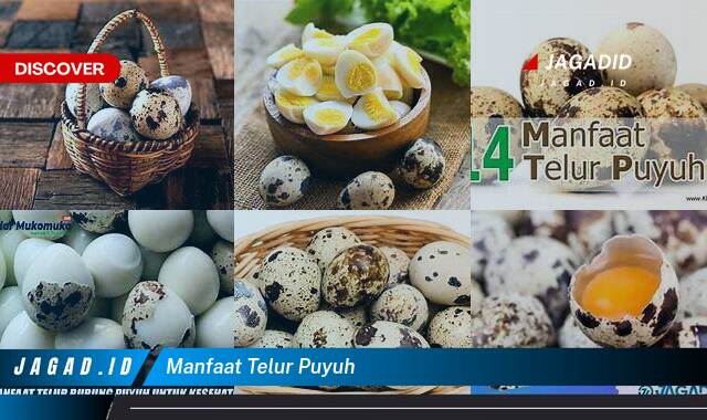 9 Manfaat Telur Puyuh yang Wajib Kamu Intip