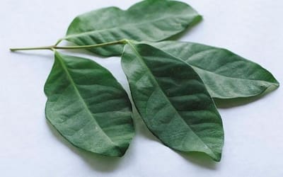 Bahaya daun salam untuk kesehatan