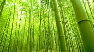 Gambar Hutan Bambu Hijau