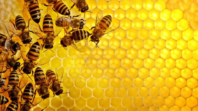 Manfaat madu untuk kecantikan, Khasiat madu lebah, Pengobatan khasiat madu untuk kesehatan, Manfaat madu untuk anak, Pengertian madu, Khasiat madu asli untuk pria, Cara mengkonsumsi madu, Manfaat madu untuk bibir,