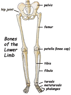 Tulang Kaki Manusia Gambar