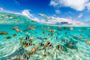 Ekosistem air laut