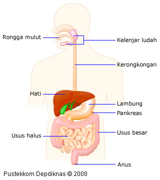 Hasil gambar untuk Organ pencernaan pada manusia