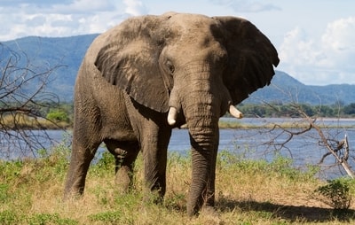 Gambar Gajah