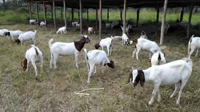 Daging kambing merupakan jenis hewan diambil dari peternakan