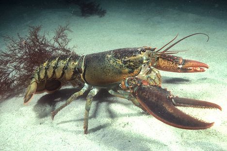 Gambar Lobster