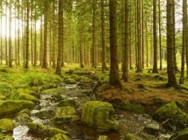 Pengertian Hutan : Fungsi, Manfaat Dan Macam Jenis