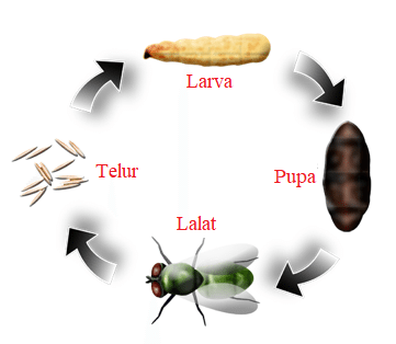 Metamorfosis Lalat