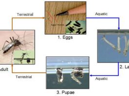 Metamorfosis Nyamuk - Gambar dan Penjelasan Lengkap
