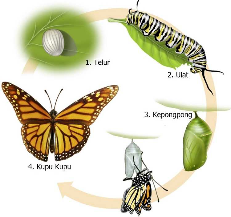 Mengapa perubahan bentuk kupu-kupu dalam siklus hidupnya termasuk metamorfosis sempurna