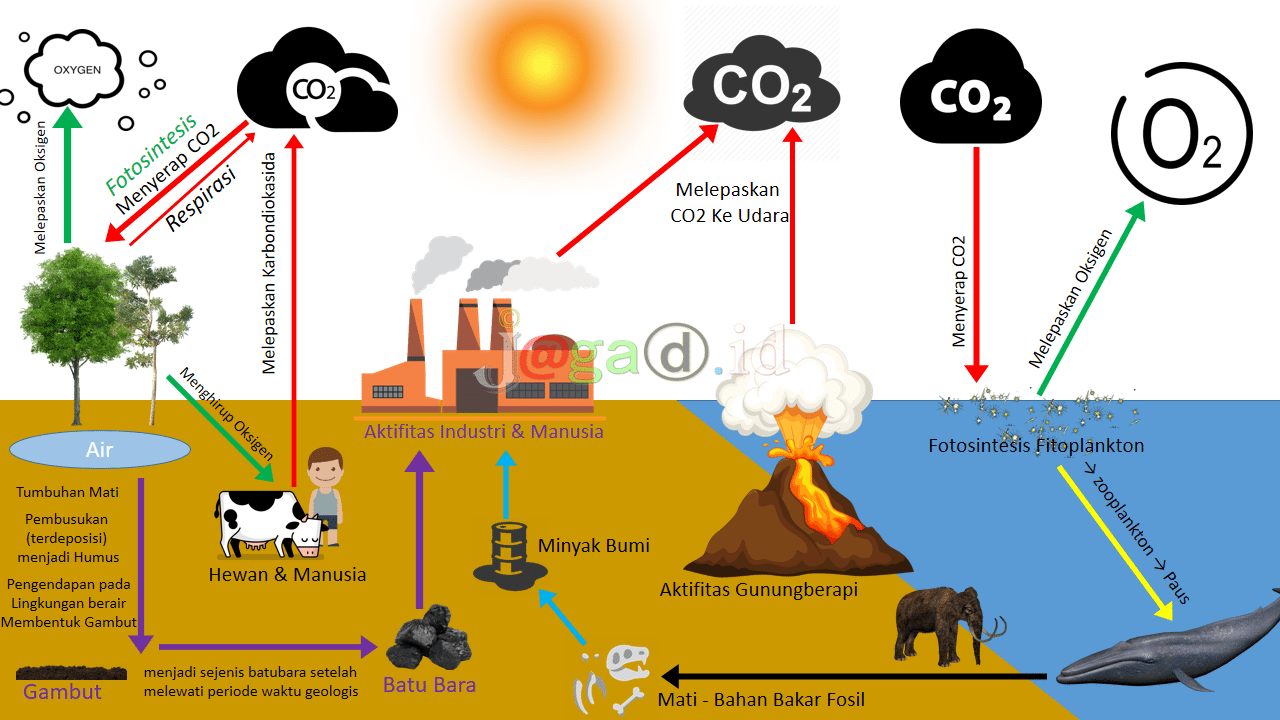 Gambar Siklus Karbon HD Lengkap Dengan Keterangan dan Penjelasan