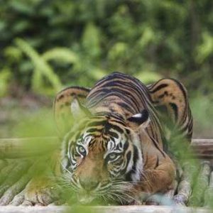 Harimau Sumatra