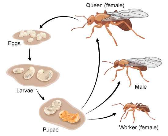 Semut metamorfosis Pengertian Metamorfosis