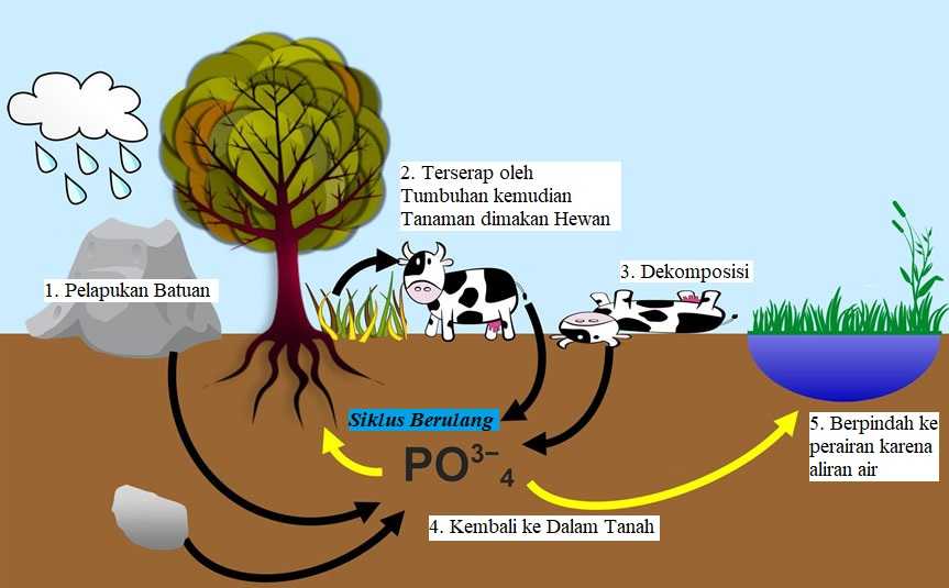  Siklus  Fosfor Pengertian dan Proses Gambar  HD 