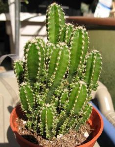 Kaktus Careus Tetragonus