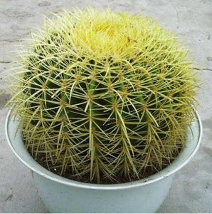 Kaktus Echinocactus Grusonii