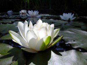 Tanaman Air Lotus