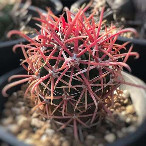 Kaktus Ferocactus - Tanaman Hias