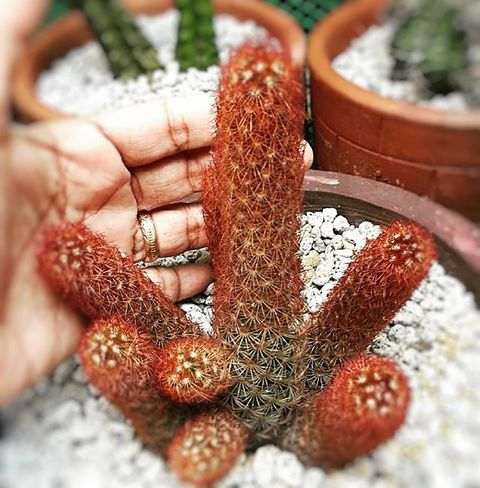 Kaktus Mammillaria Elongata var Intertexta - Tanaman Hias