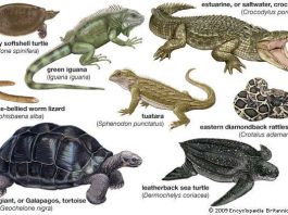 Reptil - Pengertian, Ciri, Contoh Hewan dan Habitat