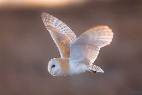 23+ Harga burung hantu barn owl anakan terupdate