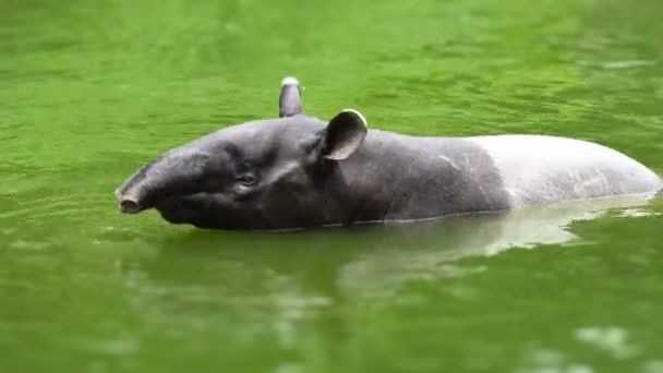 Hewan Tapir Berenang di Sungai