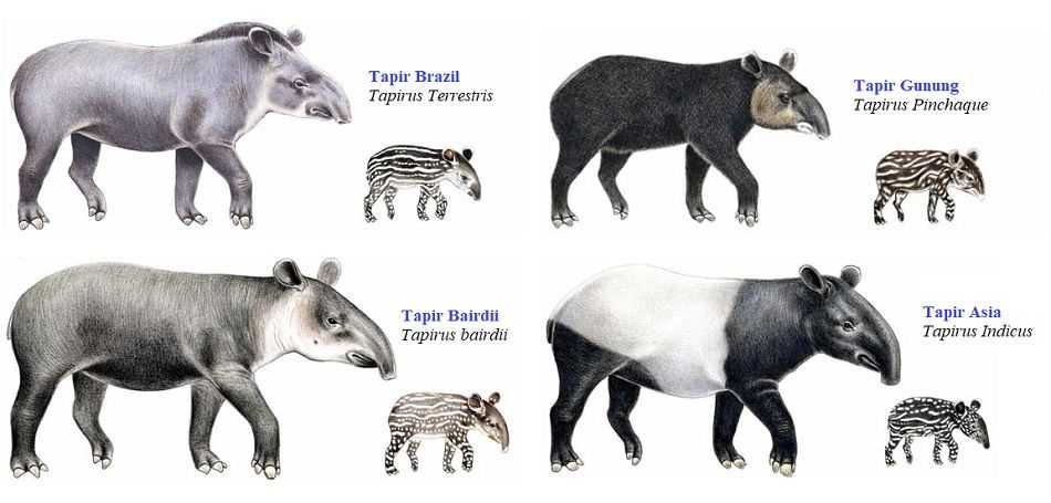 Macam Jenis Spesies Tapir