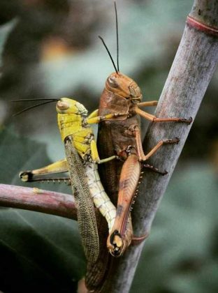 Serangga Belalang : Klasifikasi, Ciri Ciri, Habitat Dan Macam Jenis