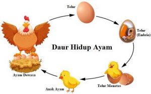 Daur Hidup Ayam - Siklus Proses Tahapan Pertumbuhan